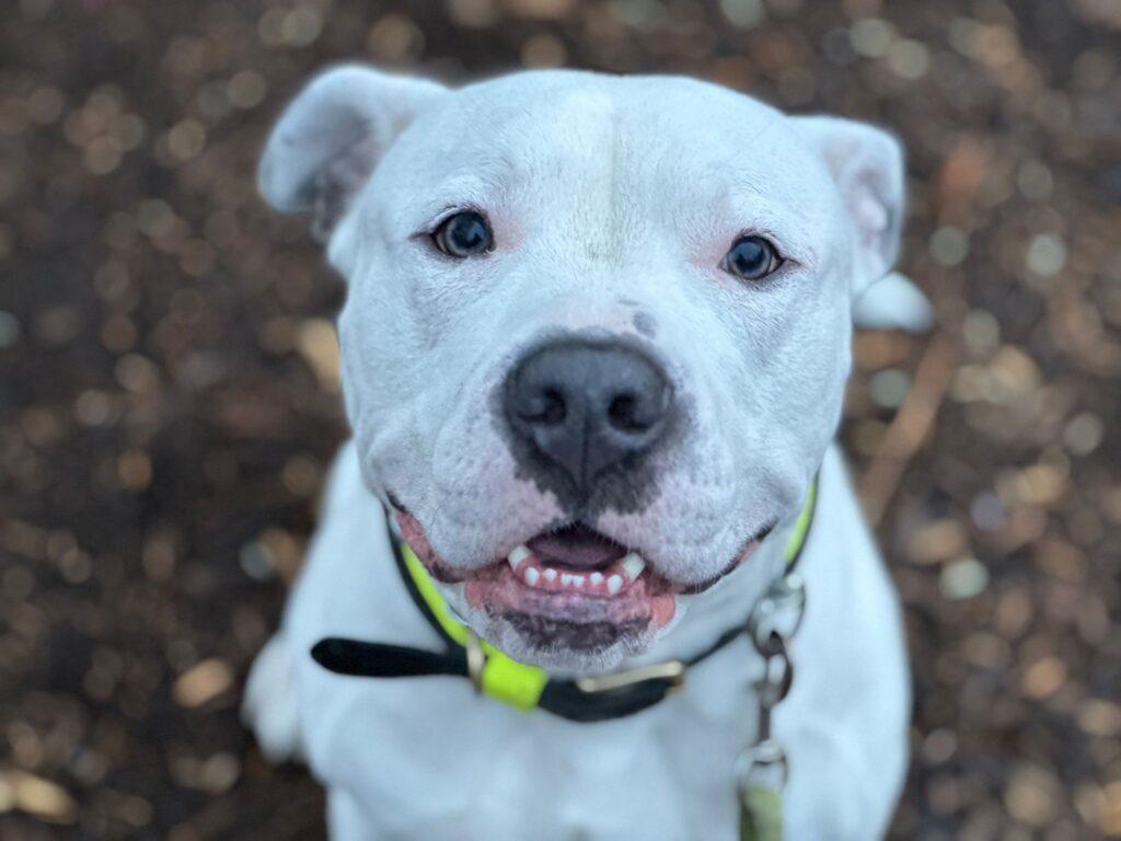 dog walking service dog sitting dog boarding