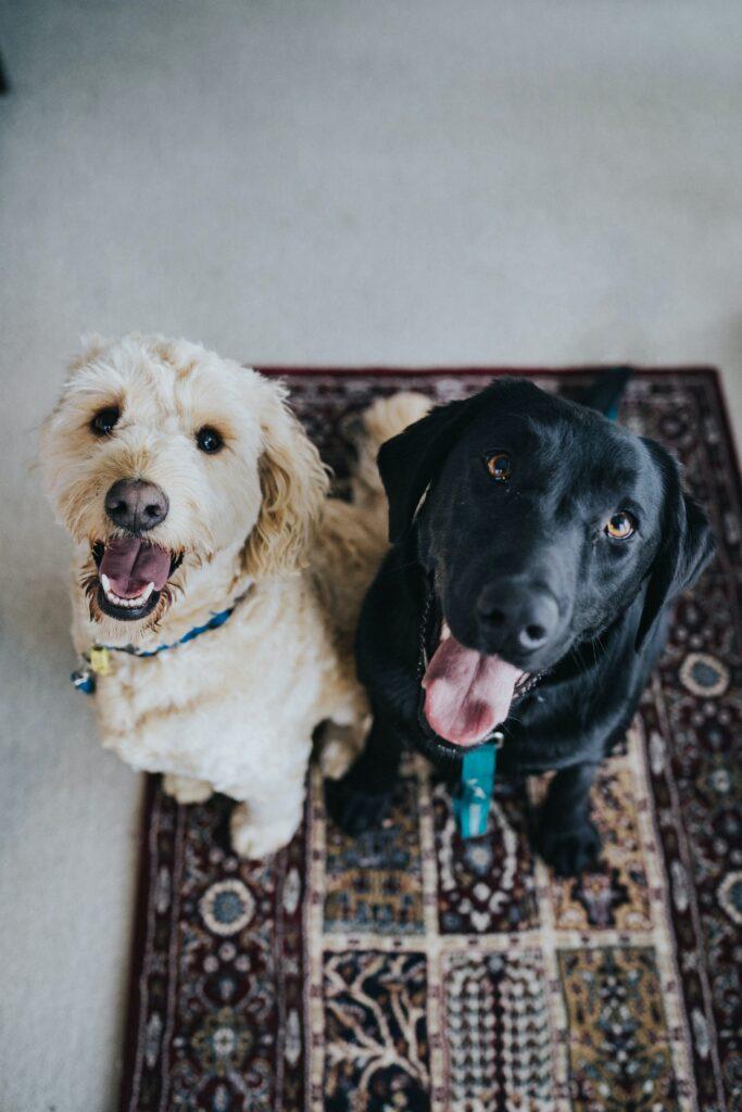 dog walking service dog sitting dog boarding