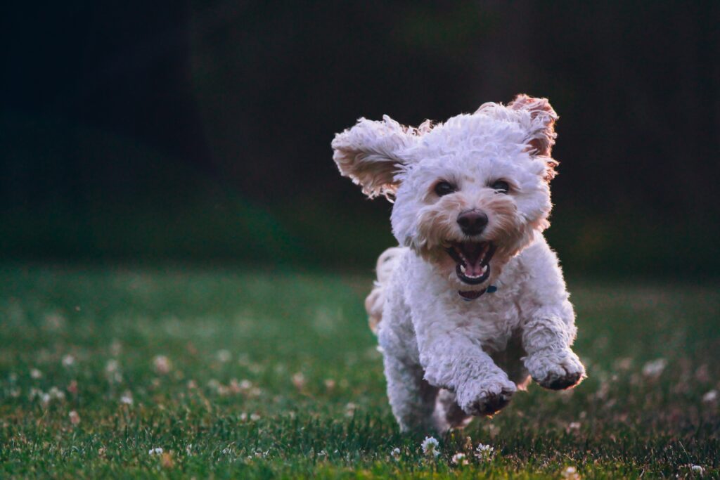 dog walking service dog sitting dog boarding